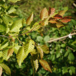 Carpinus caroliniana
