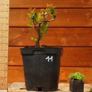 Quercus suber - Chêne liège n°11