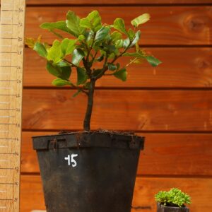 Quercus suber - Chêne liège n°15