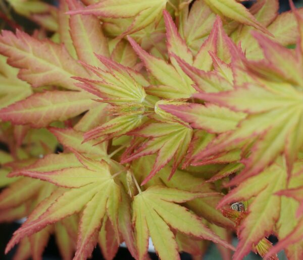 Acer palmatum - Erable japonais n°010 – Image 6