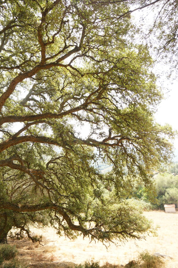 Quercus suber - Chêne liège n°11 – Image 5