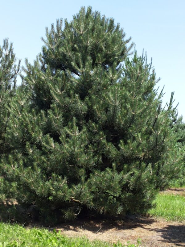 Pinus nigra ssp. nigra - Pin noir d'Autriche – Image 6