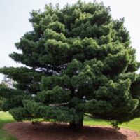 Pinus strobus  / Pin de Weymouth  n°9 – Image 4