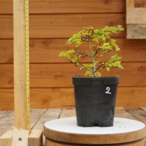 Ulmus crassifolia - Orme cèdre n°2