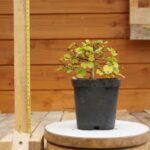 Ulmus crassifolia-3 (4)