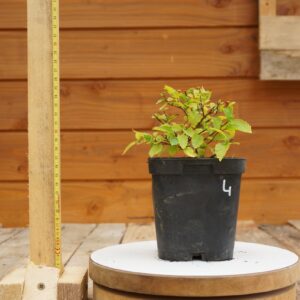 Ulmus crassifolia - Orme cèdre n°4