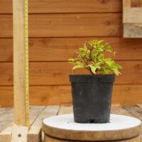 Ulmus crassifolia - Orme cèdre n°4 – Image 4