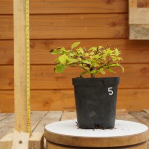 Ulmus crassifolia - Orme cèdre n°5