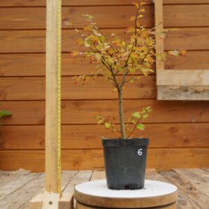 Ulmus crassifolia - Orme cèdre n°6