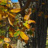 Ulmus crassifolia - Orme cèdre n°4 – Image 6