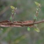 Ulmus crassifolia03