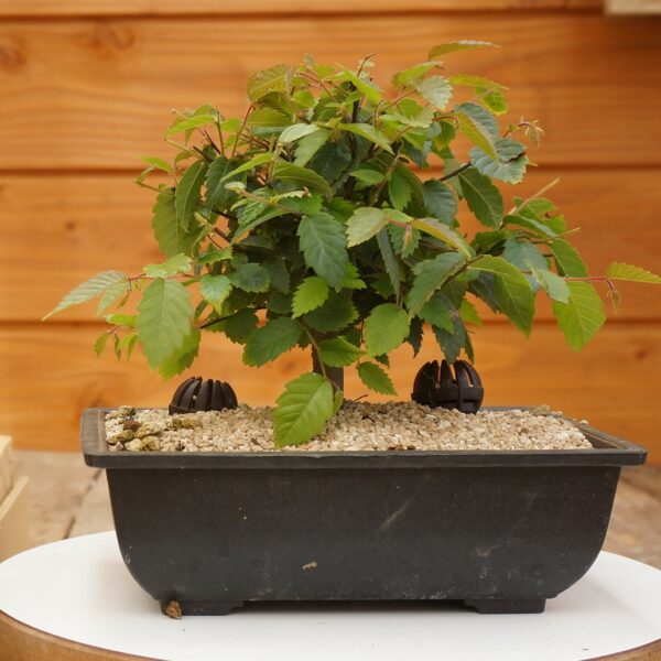 Zelkova serrata - Zelkova du japon n°106 – Image 2