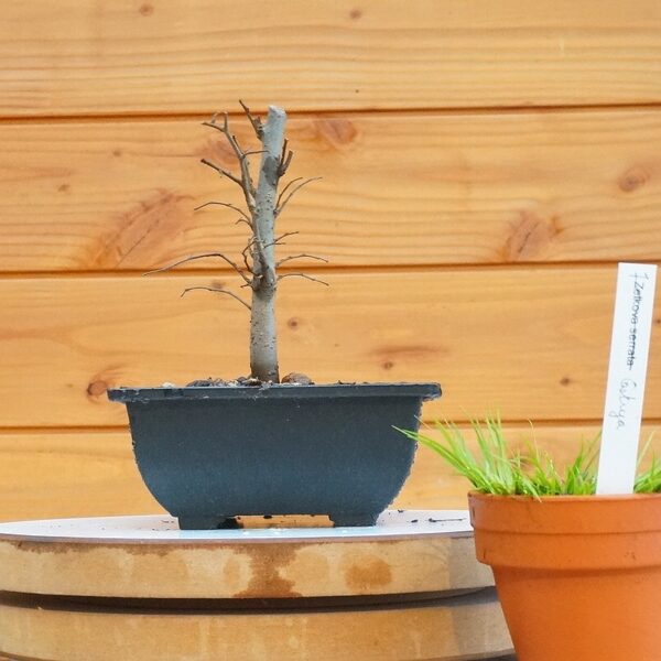 Zelkova serrata / Zelkova du Japon n°110 – Image 6