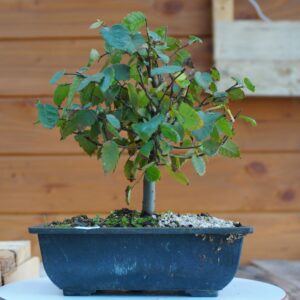 Zelkova serrata  / Zelkova du Japon n°107