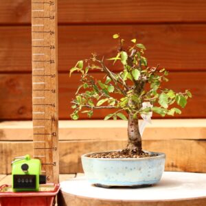 Zelkova serrata  / Zelkova du Japon n°008