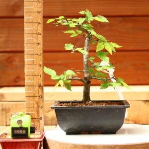 Zelkova serrata  / Zelkova du Japon n°009