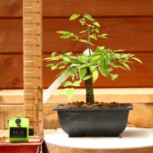 Zelkova serrata  / Zelkova du Japon n°018