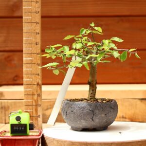 Zelkova serrata  / Zelkova du Japon n°024