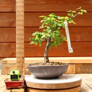 Zelkova serrata  / Zelkova du Japon n°032