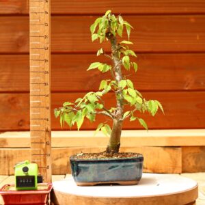 Zelkova serrata  / Zelkova du Japon n°033