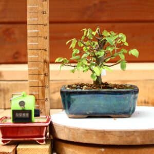 Zelkova serrata  / Zelkova du Japon n°049
