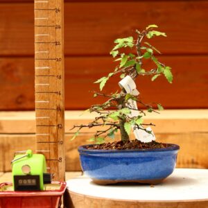 Zelkova serrata  / Zelkova du Japon n°058