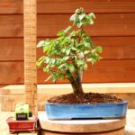 Zelkova serrata n°068