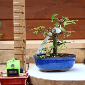Zelkova serrata  / Zelkova du Japon n°070