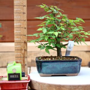 Zelkova serrata  / Zelkova du Japon n°071