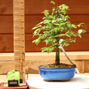 Zelkova serrata  / Zelkova du Japon n°089