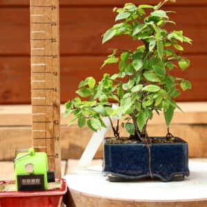 Zelkova serrata  / Zelkova du Japon n°090