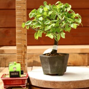 Zelkova serrata  / Zelkova du Japon n°107