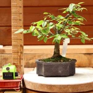 Zelkova serrata  / Zelkova du Japon n°109
