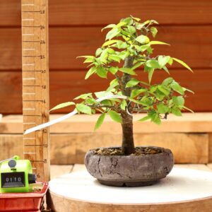 Zelkova serrata / Zelkova du Japon n°110