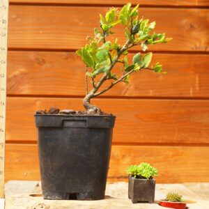 Quercus suber - Chêne liège n°5