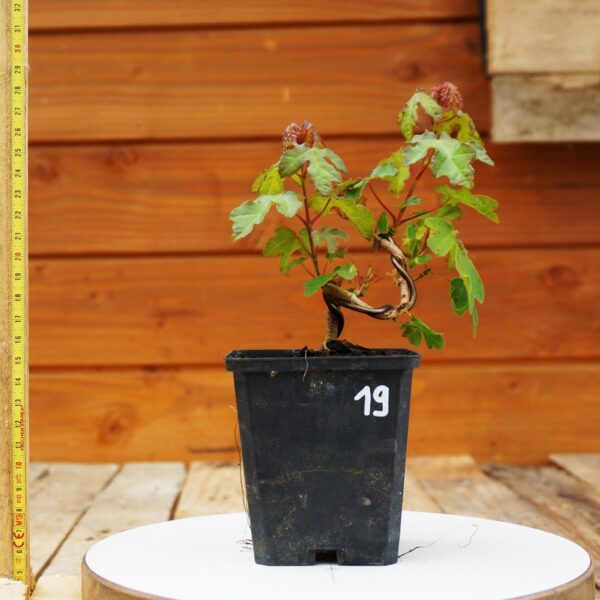 Acer campestris - Erable champêtre n°19