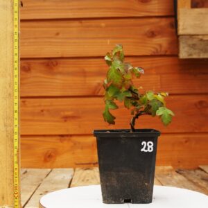 Acer campestris - Erable champêtre n°28