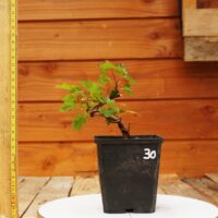 Acer campestris - Erable champêtre n°30