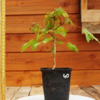 Acer campestris - Erable champêtre n°40