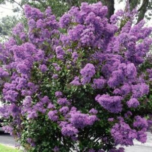 Lagerstroemia indica 'Petite orchidee' / Lilas de Indes