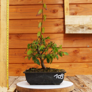 Zelkova serrata  / Zelkova du Japon n°109