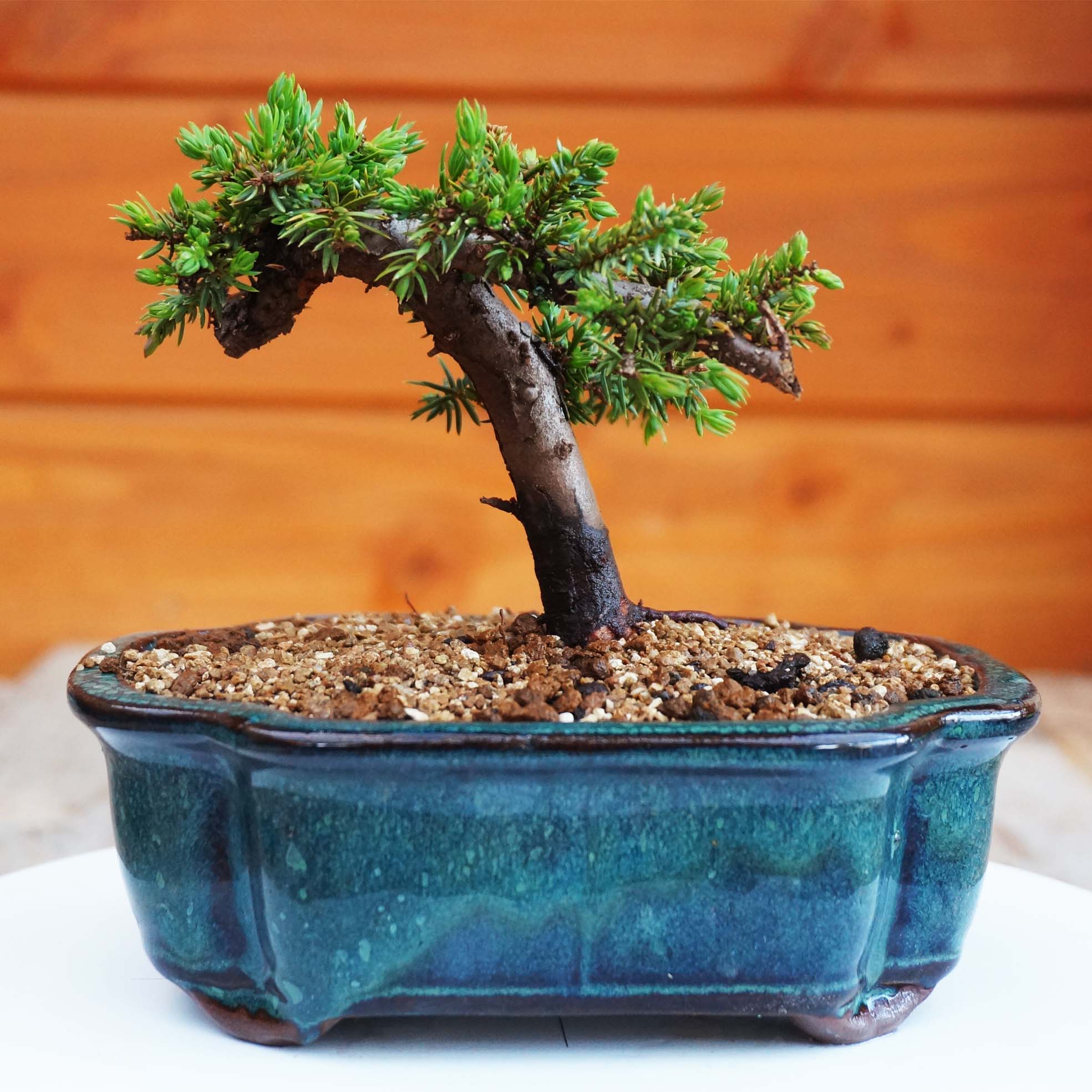 Catégorie Prébonsaï Arboreus