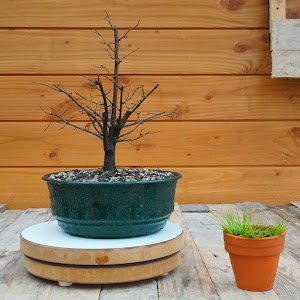 Arboreus place picture