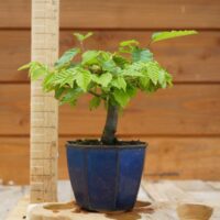 Carpinus betulus - Charme n°01