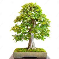 Carpinus betulus - Charme n°01 – Image 3