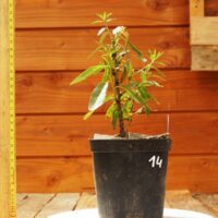 Prunus dulcis / Amandier sauvage corse n°14