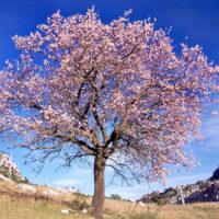 Prunus dulcis / Amandier sauvage corse n°14 – Image 2