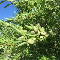 Prunus dulcis / Amandier sauvage corse n°14 – Image 3
