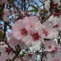 Prunus dulcis / Amandier sauvage corse n°14 – Image 5