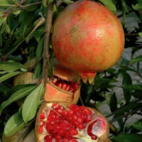 Punica granatum - Grenadier à fruits- formation tortueuse – Image 3